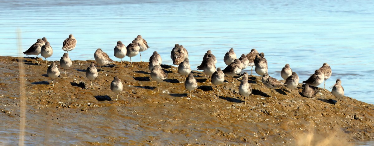 Long-billed Dowitcher - Charlotte Byers