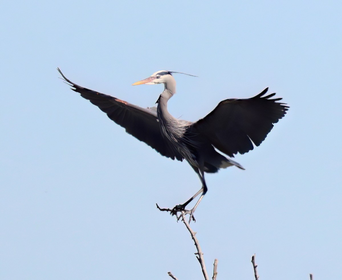 Great Blue Heron - Charlotte Byers