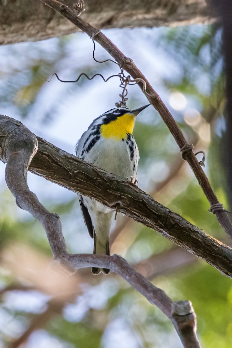 Yellow-throated Warbler - Jodi Boe