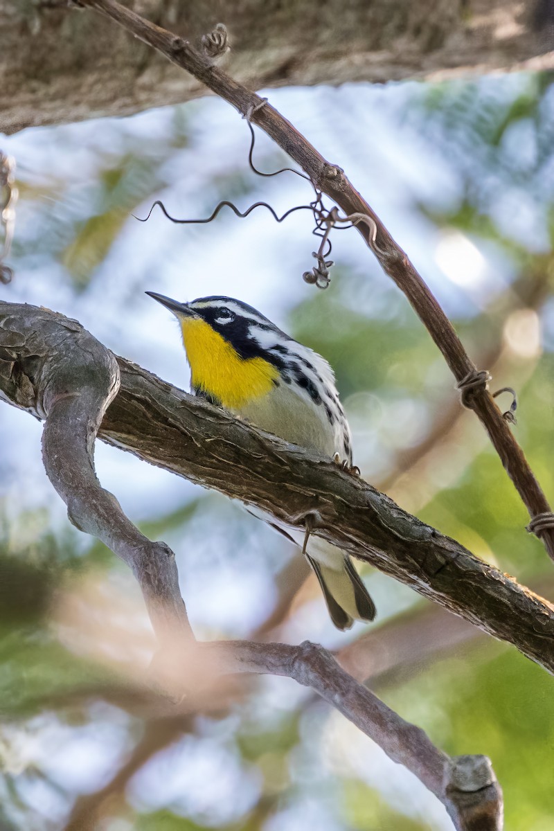 Yellow-throated Warbler - Jodi Boe