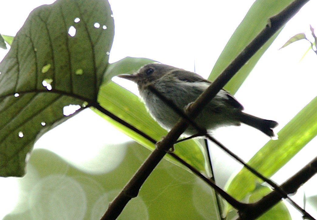 Fork-tailed Pygmy-Tyrant - ML616191068