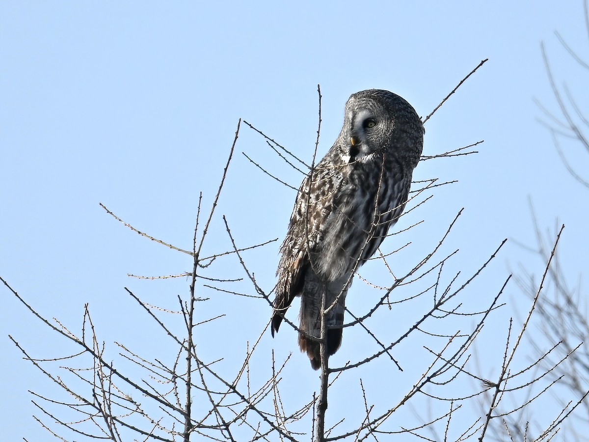 Great Gray Owl - ML616191071