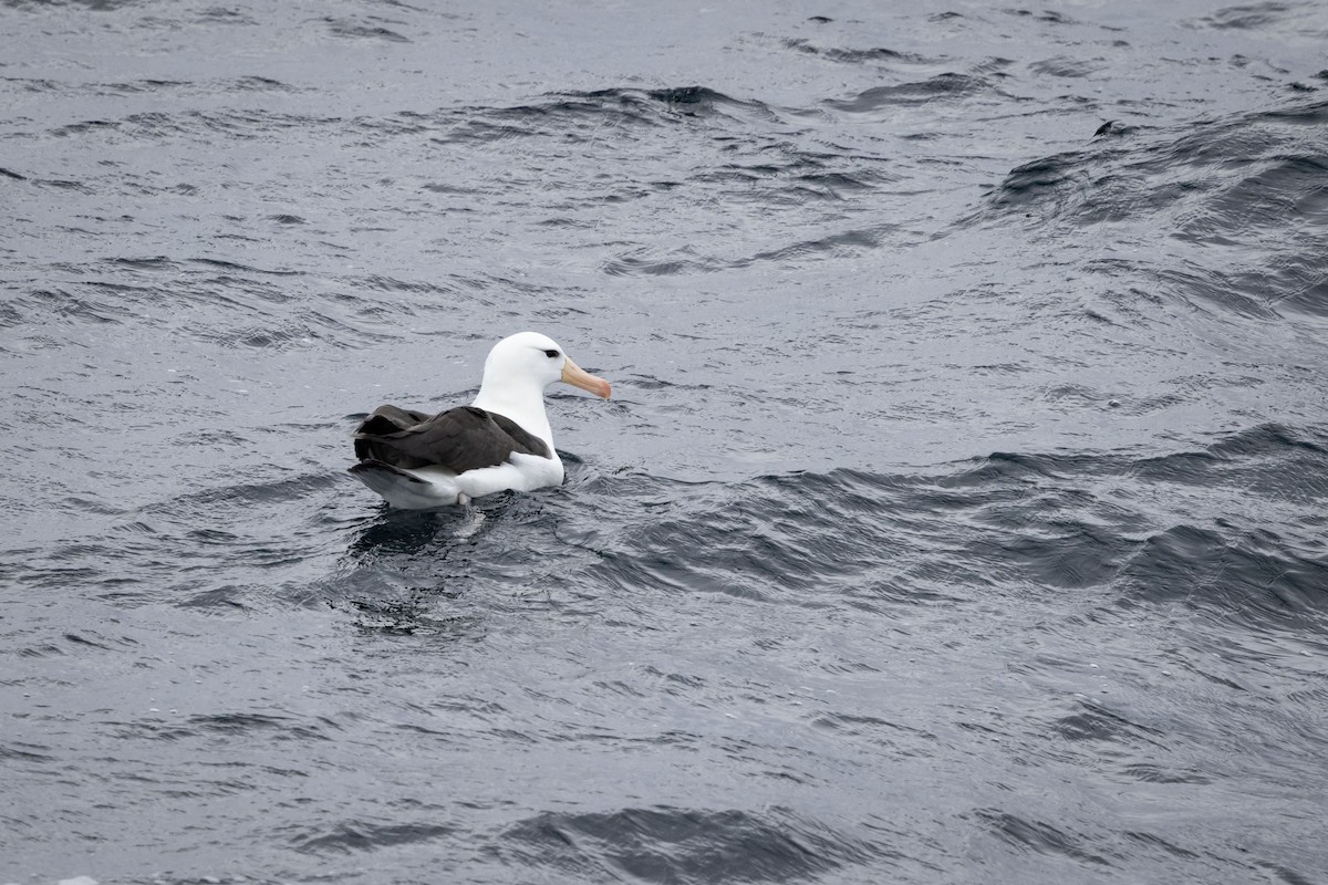 Чернобровый альбатрос - ML616191082