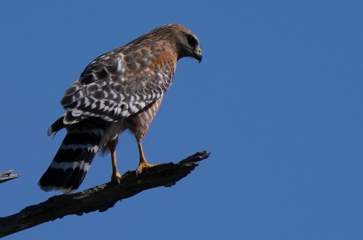 Red-shouldered Hawk - Richard Block