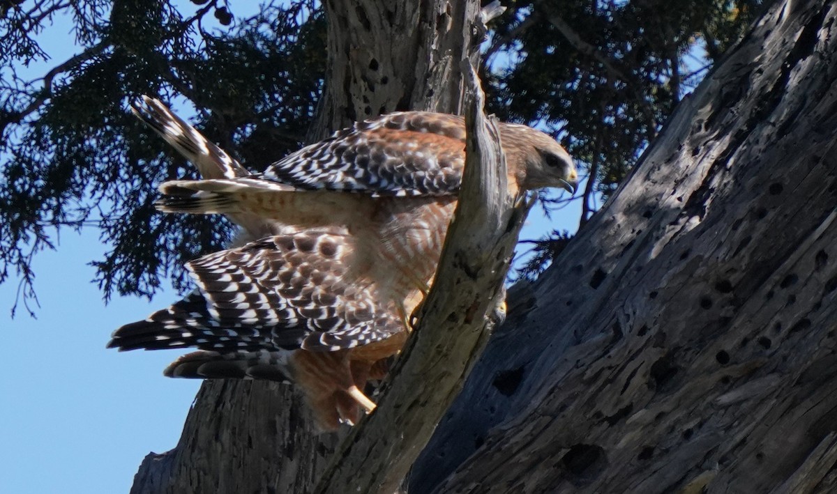 Red-shouldered Hawk - ML616191090