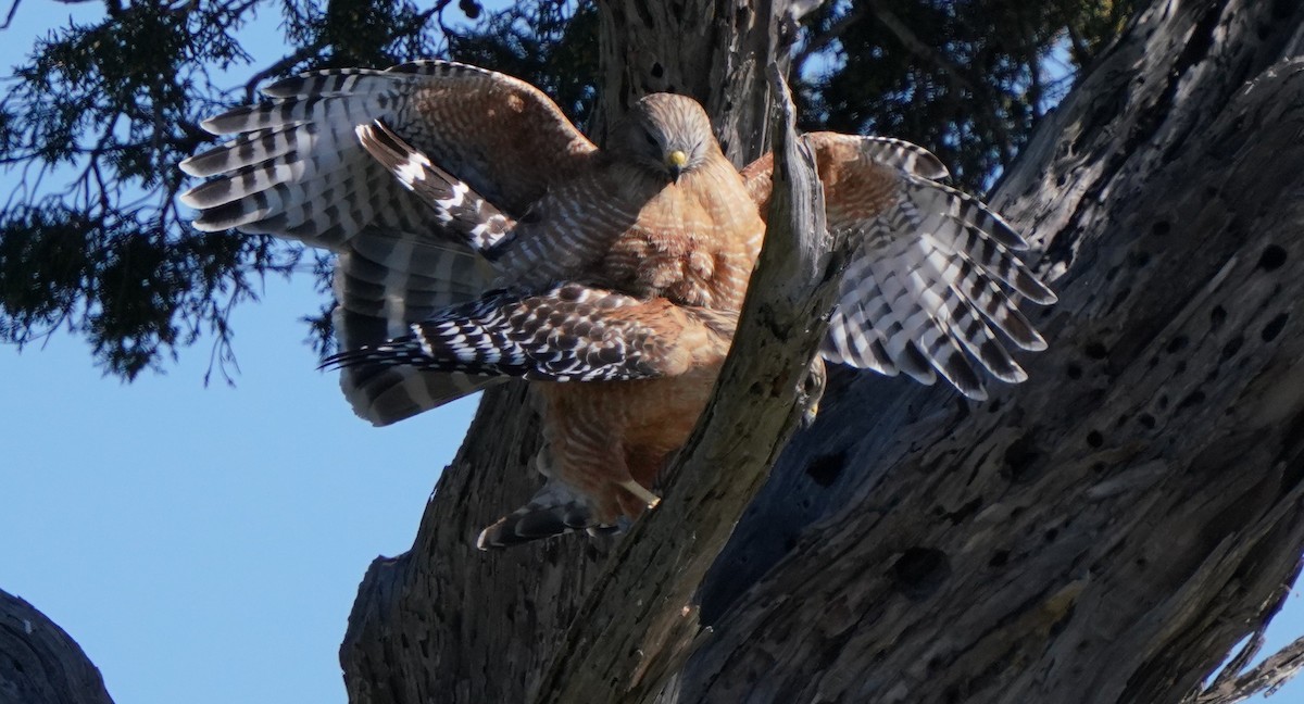 Red-shouldered Hawk - ML616191091