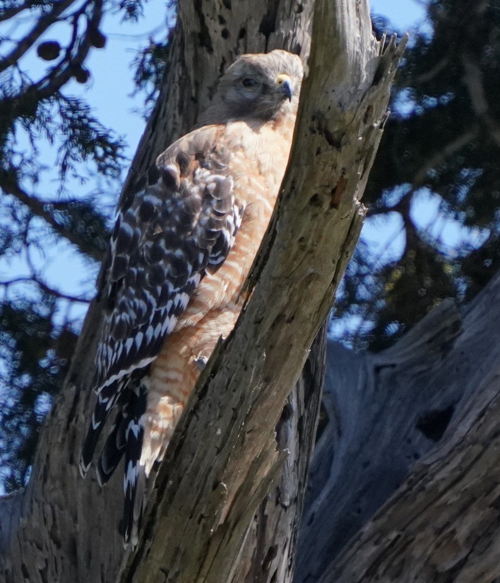 Red-shouldered Hawk - ML616191092