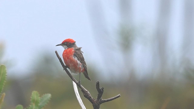 Crimson Chat - ML616191093