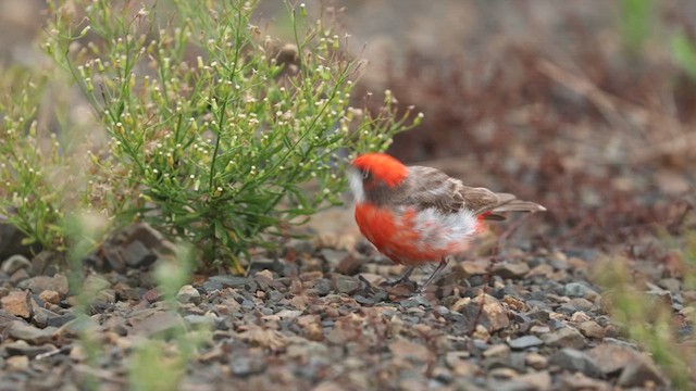 Crimson Chat - ML616191094