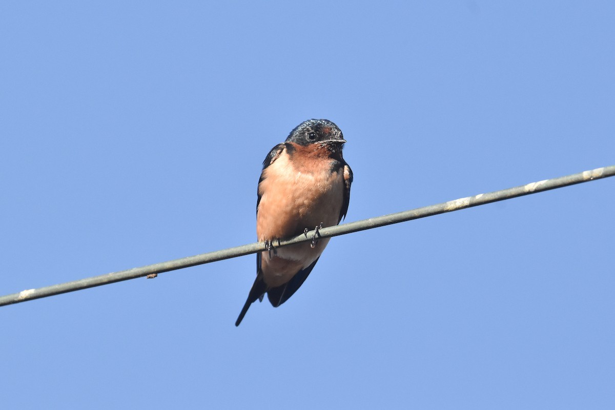 Barn Swallow - Víctor Hugo Sarabia Sánchez