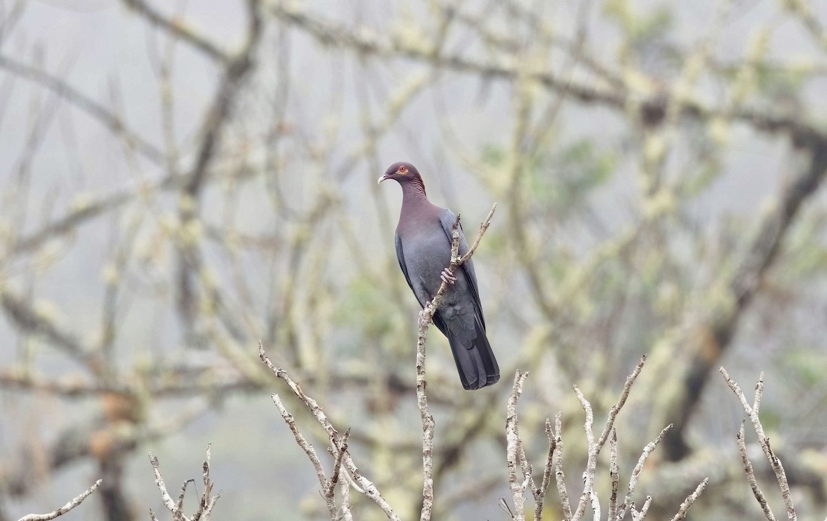 Scaly-naped Pigeon - ML616191156