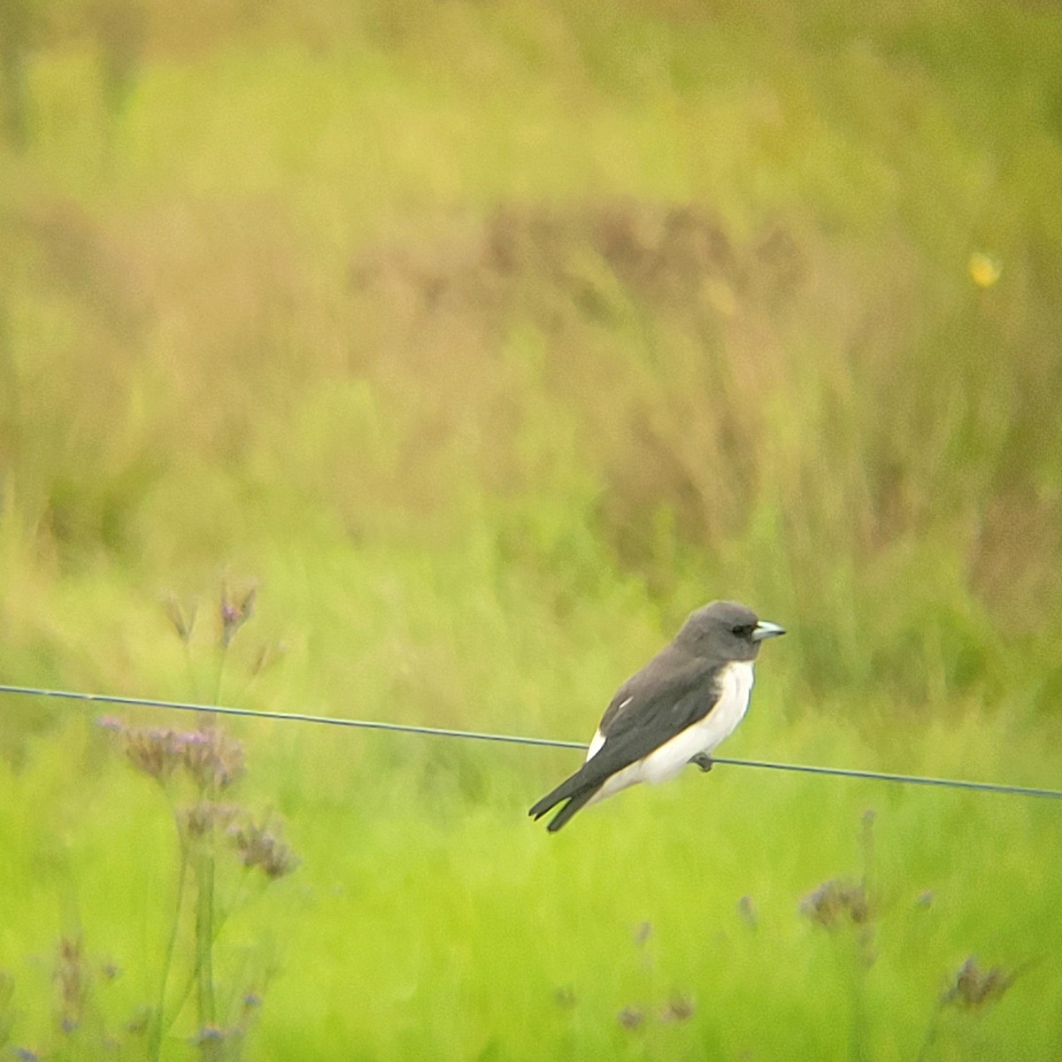 White-breasted Woodswallow - ML616191160