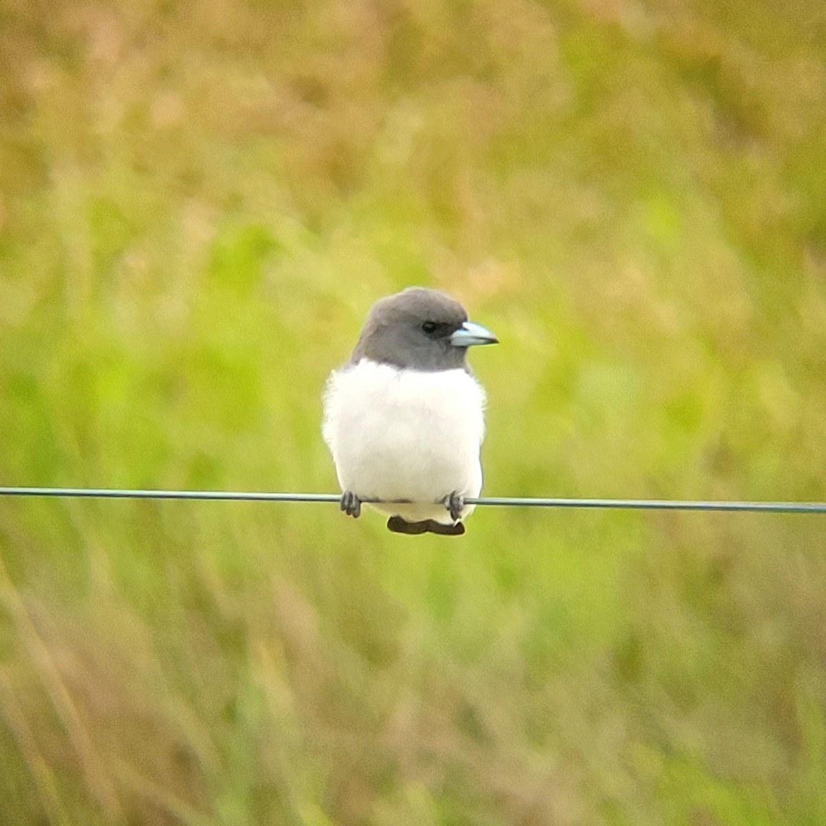 White-breasted Woodswallow - ML616191161