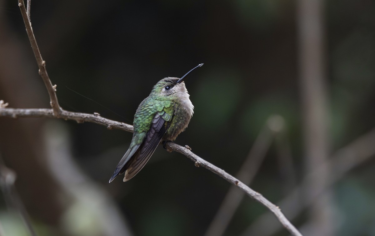 kolibřík haitský - ML616191162