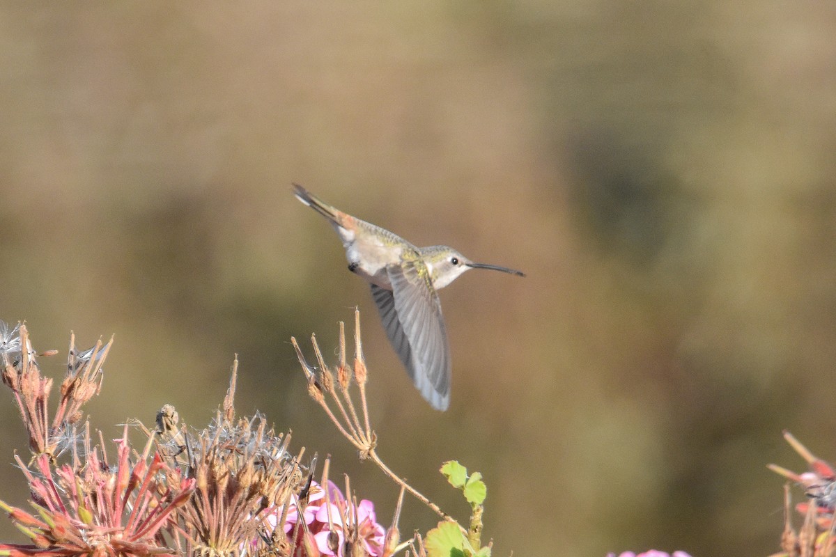 Oasis Hummingbird - Víctor Hugo Sarabia Sánchez