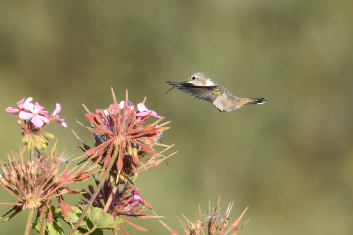 Oasis Hummingbird - Víctor Hugo Sarabia Sánchez