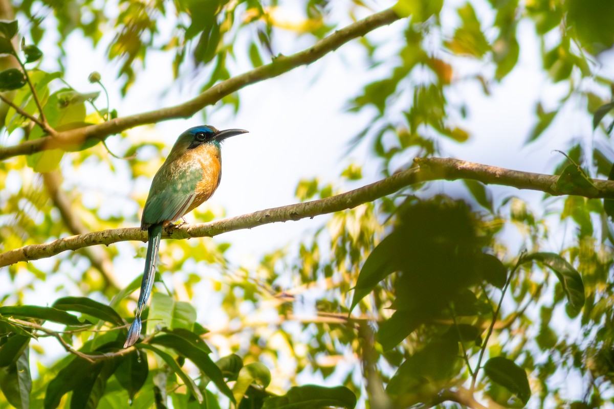 Motmot à bec caréné - ML616191205