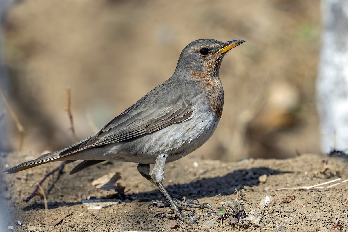 Red-throated Thrush - Su Li