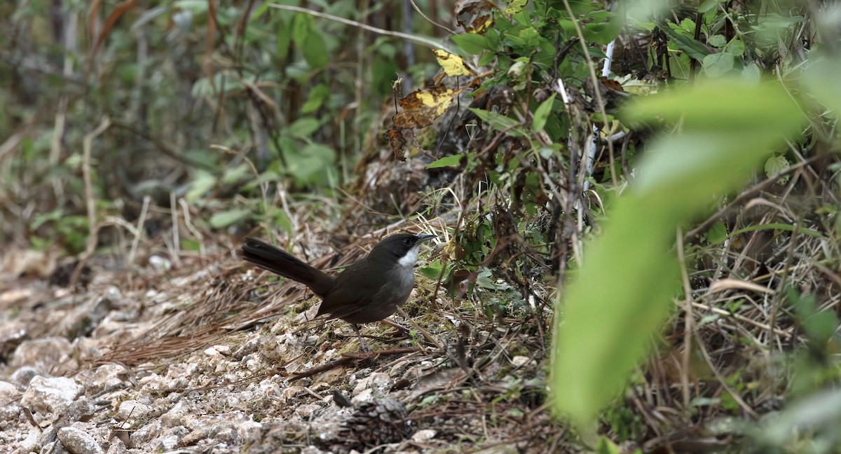 Western Chat-Tanager - ML616191291