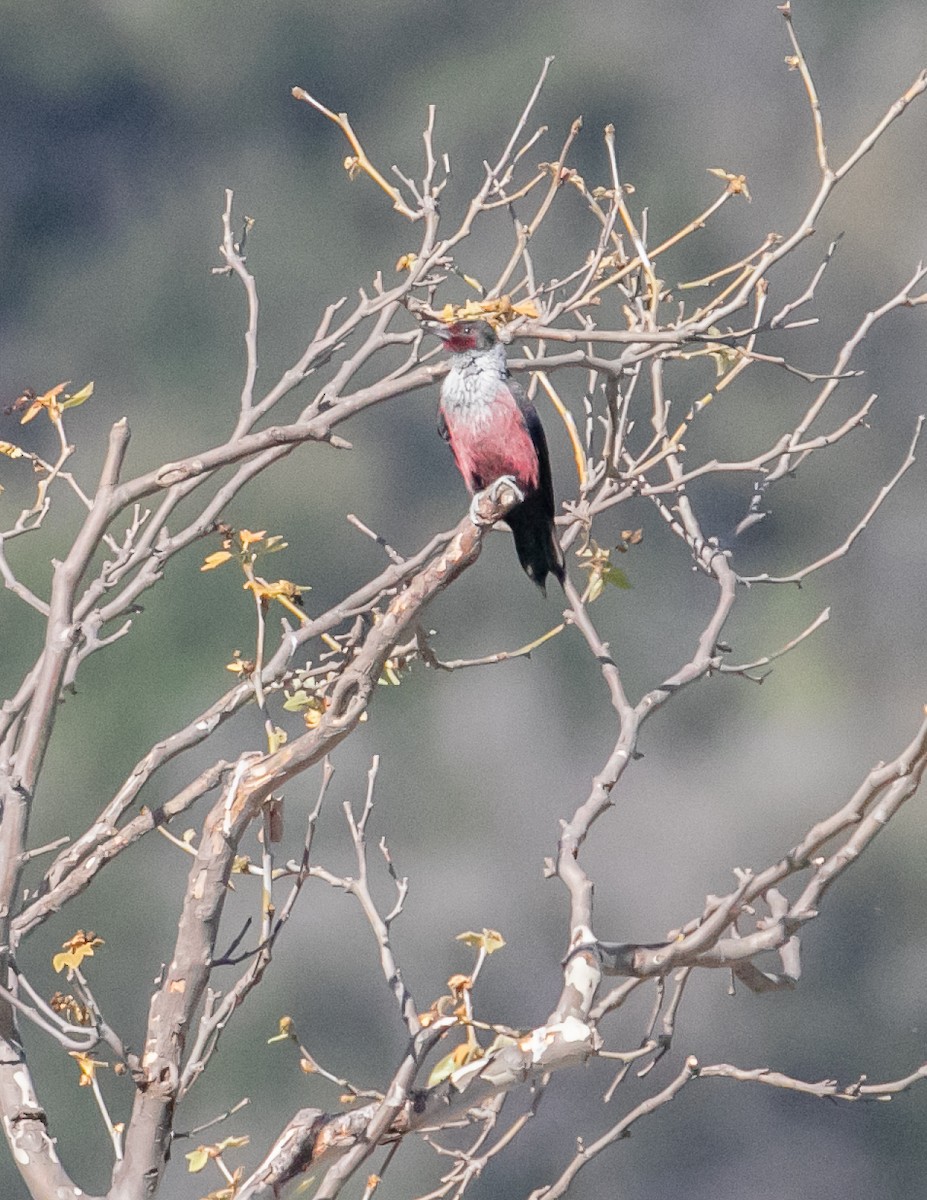 Lewis's Woodpecker - ML616191351
