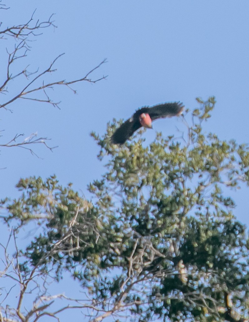 Lewis's Woodpecker - ML616191358