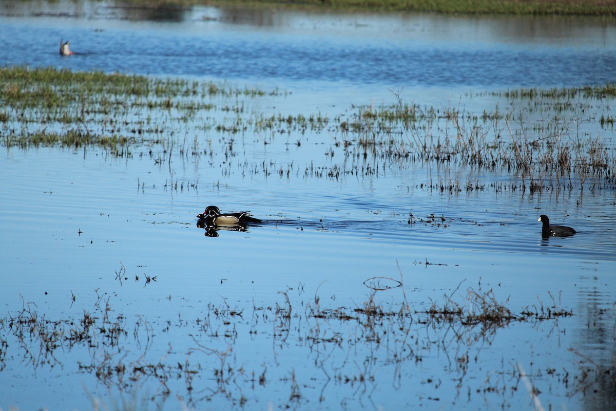 Wood Duck - ML616191359