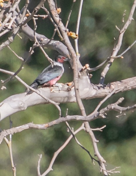 Lewis's Woodpecker - ML616191378
