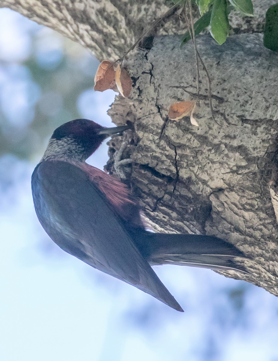 Lewis's Woodpecker - ML616191379