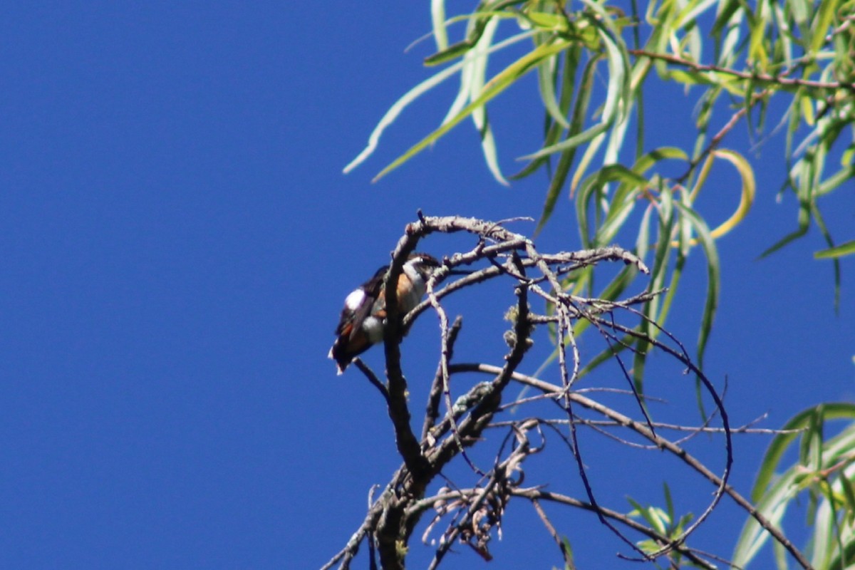 White-bellied Woodstar - David Weaver