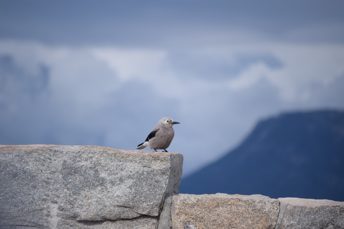 Clark's Nutcracker - Ryan Bakelaar