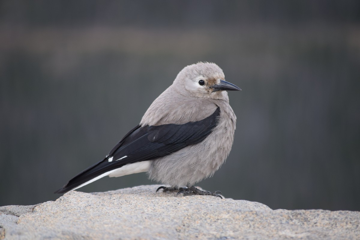 Clark's Nutcracker - ML616191498