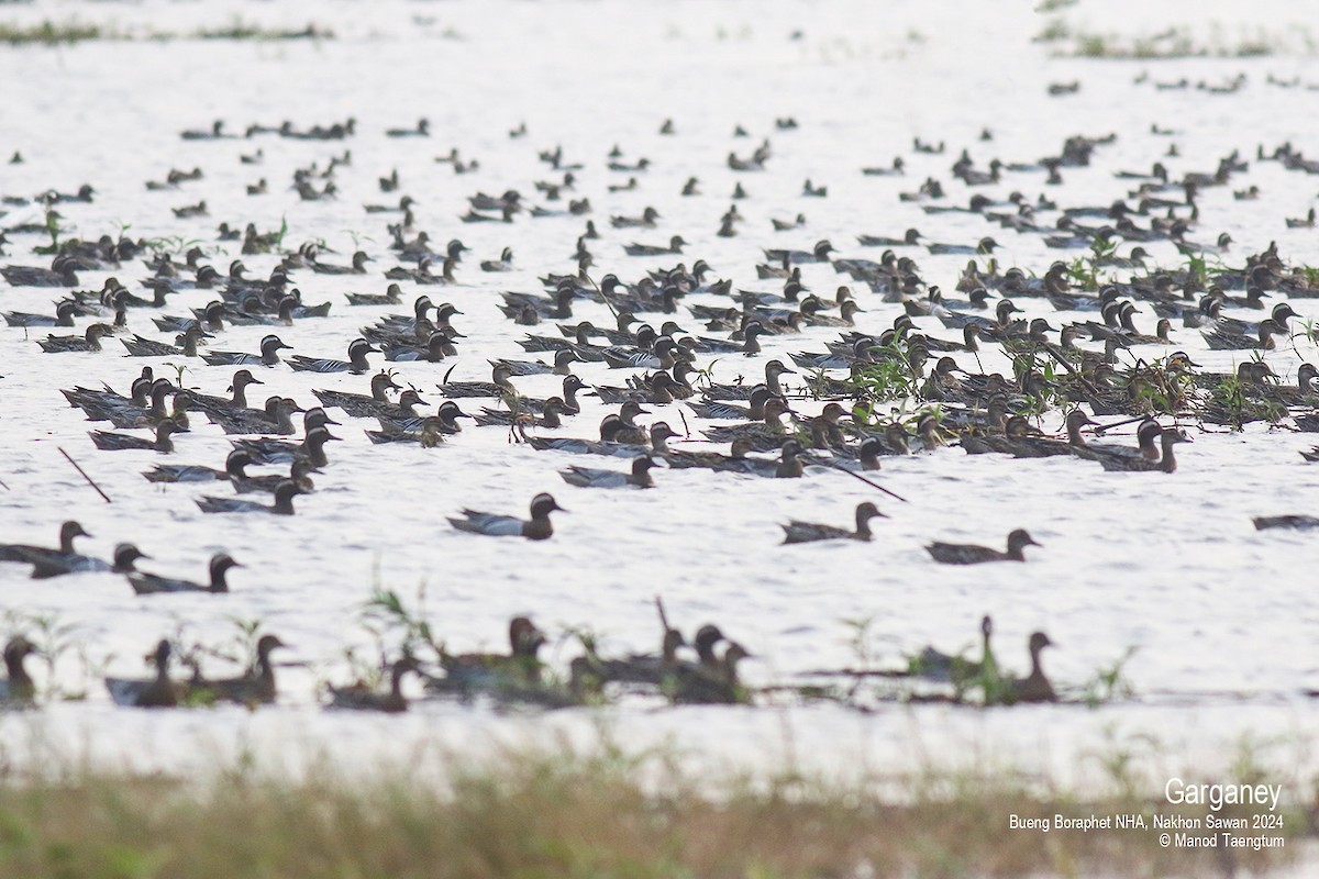 Garganey - ML616191530