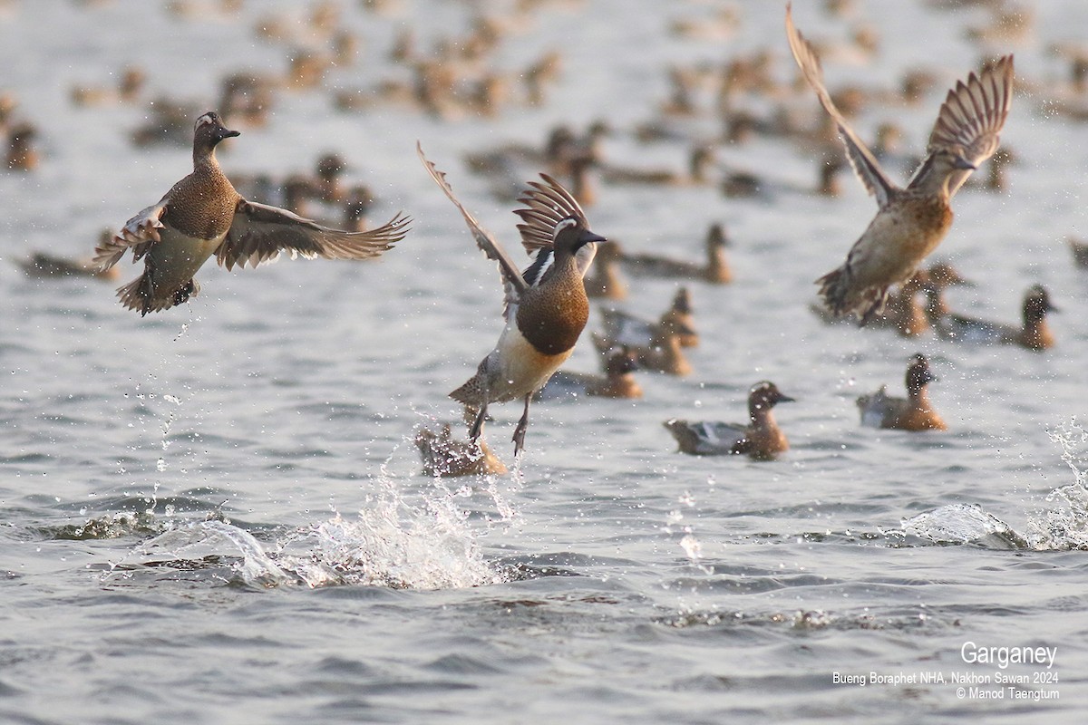 Garganey - ML616191531