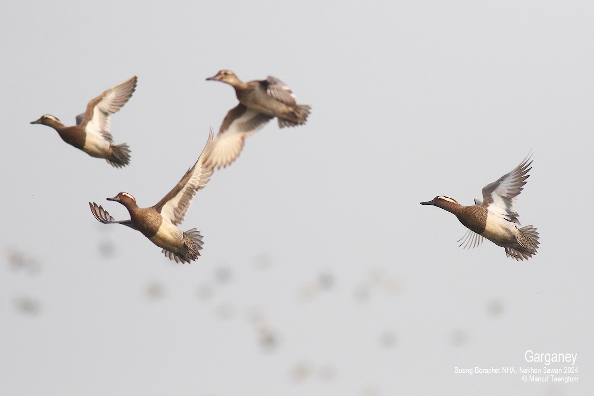 Garganey - ML616191533