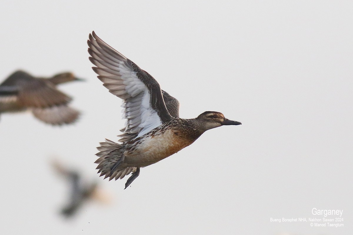 Garganey - ML616191534