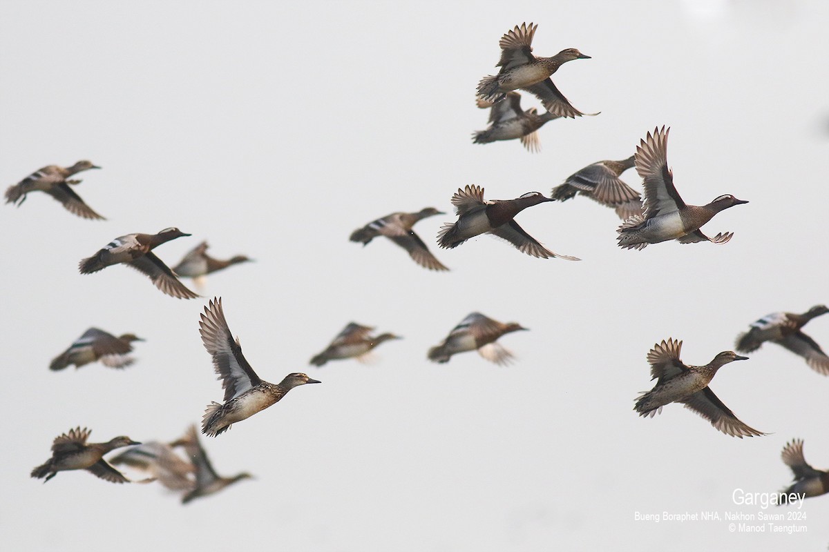 Garganey - ML616191535