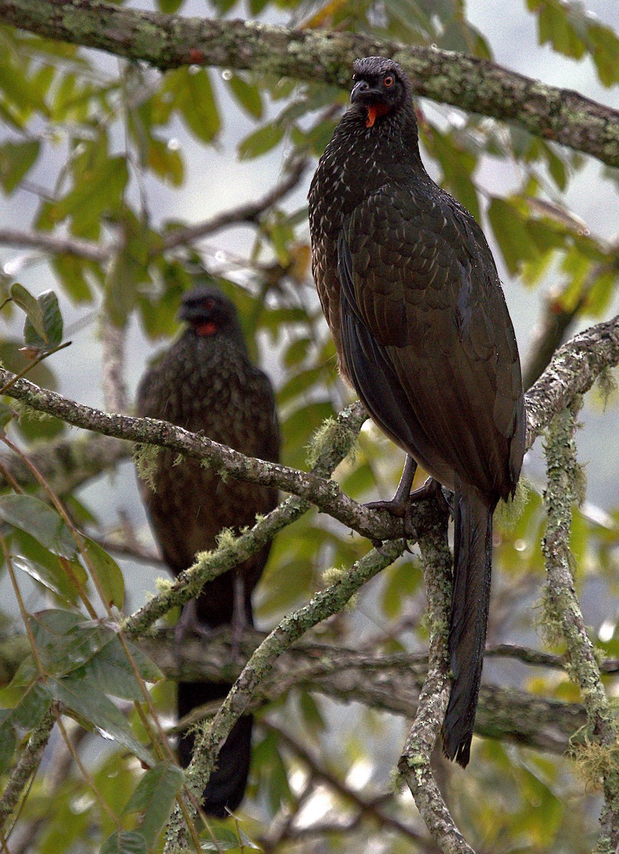 Dusky-legged Guan - ML616191551