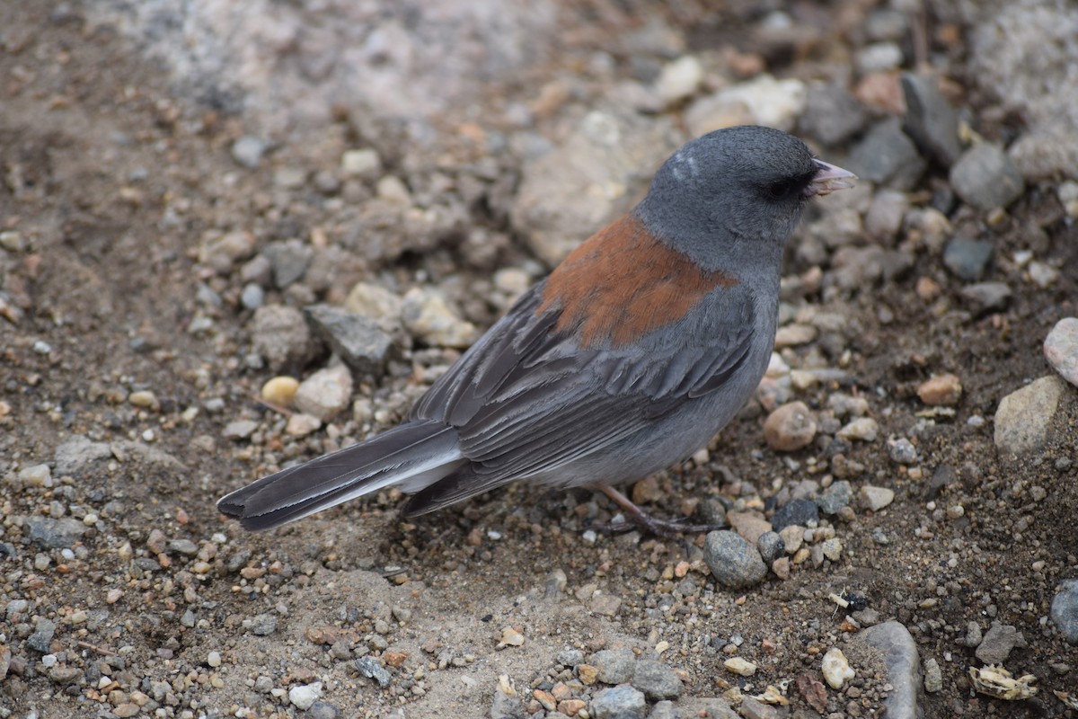 Dark-eyed Junco (Gray-headed) - ML616191554