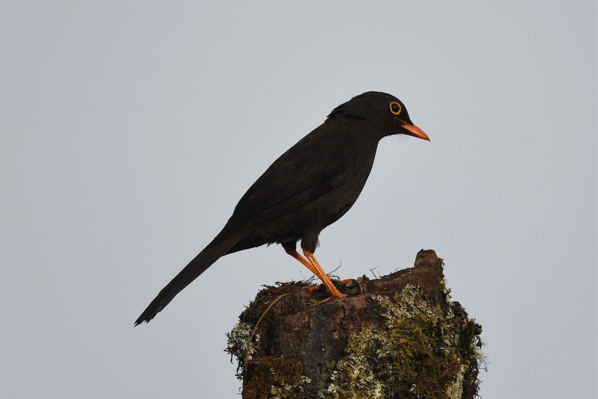 Great Thrush - Jerry Chen