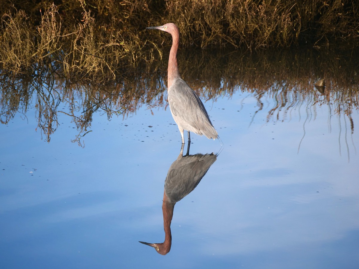 Reddish Egret - Brett Hartl