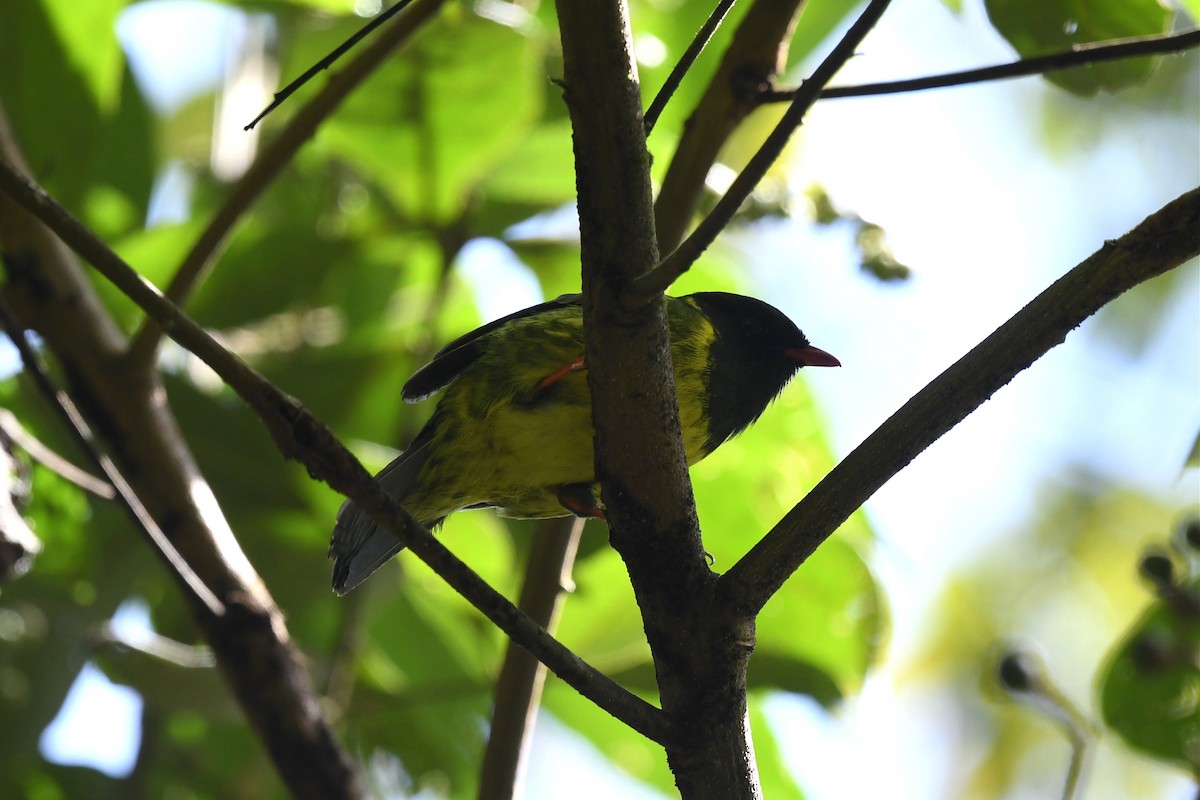 Green-and-black Fruiteater - Jerry Chen