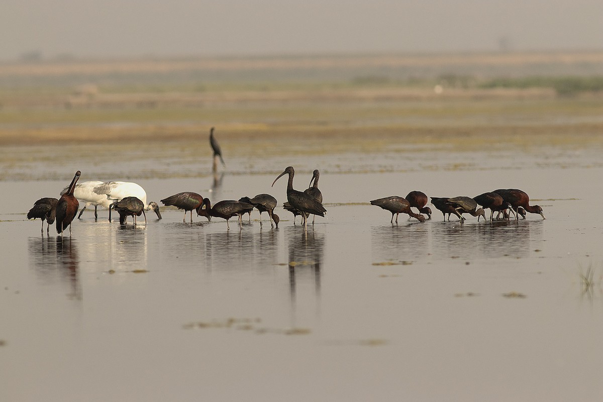 ibis hnědý - ML616191607