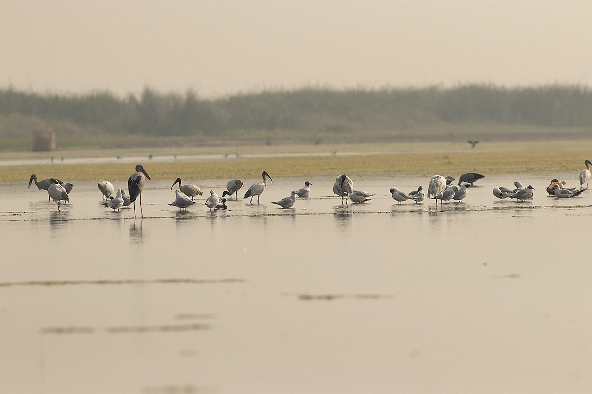 Black-headed Gull - ML616191640