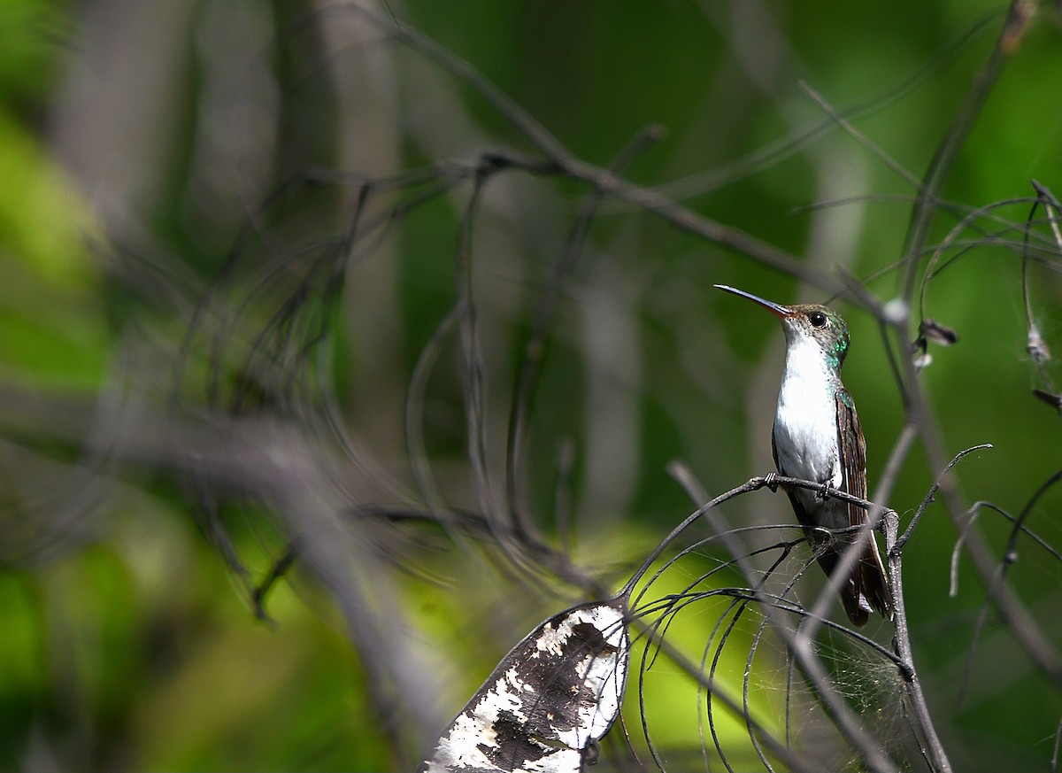 White-bellied Emerald - ML616191675