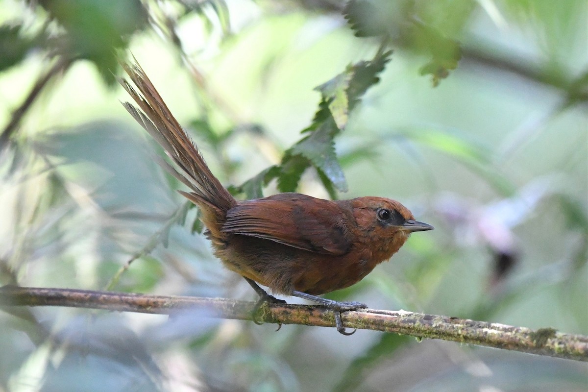 Rufous Spinetail - Jerry Chen