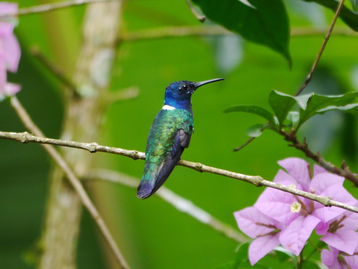 White-necked Jacobin - ML616191680