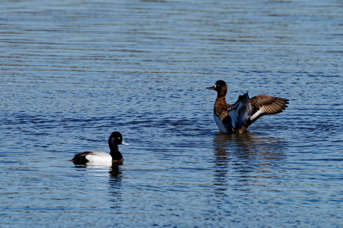 Lesser Scaup - Zhennong Li