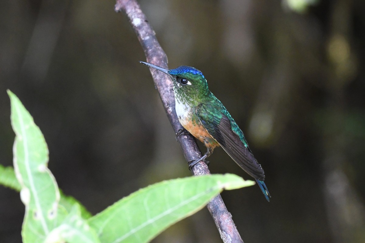 Violet-tailed Sylph - ML616191756