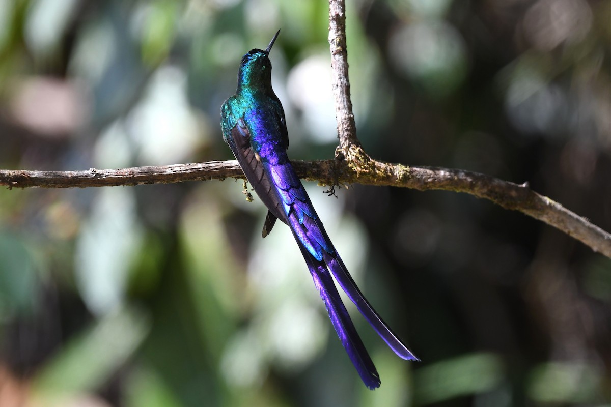 Violet-tailed Sylph - ML616191757
