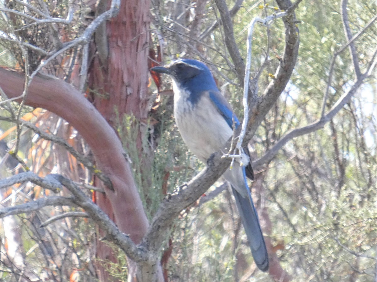 California Scrub-Jay - ML616191758